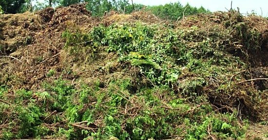 Green bins uncancelled